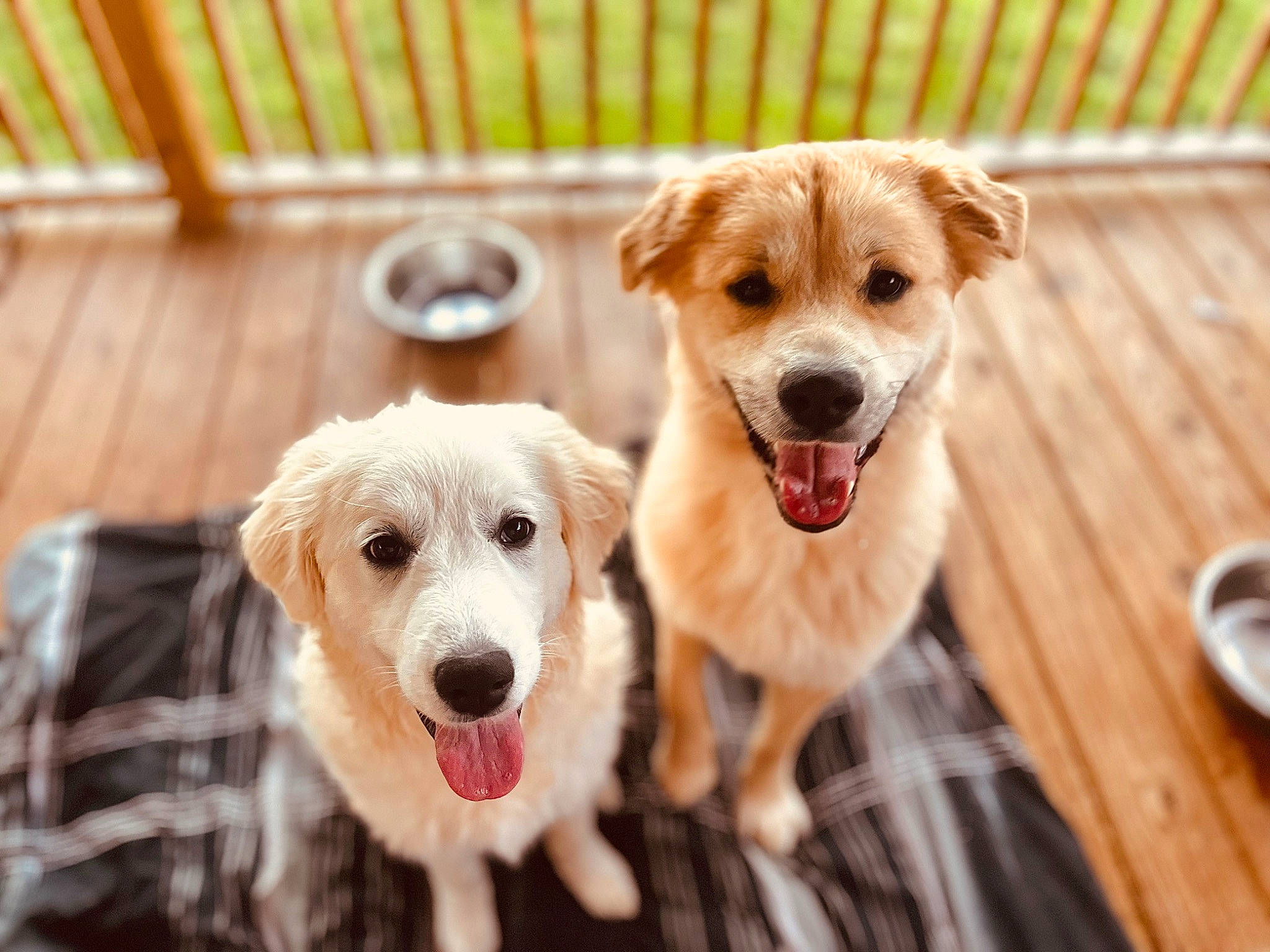 Winchester Maggie joined the competition — help win amazing prizes! carnivore, companion_dog, cutlery, dog, dog_breed, fawn, flooring, fur, happy, hardwood, kitchen_utensil, pet_supply, plant, serveware, snout, sporting_group, tableware, whiskers, wood, working_animal