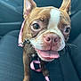 dog, brown, white, close_up, car_seat, leash, pink_leash, pet, tongue_out, happy, cute, animal, ears_up, whiskers, canine, companion, friendly, domestic_animal, portrait, indoor