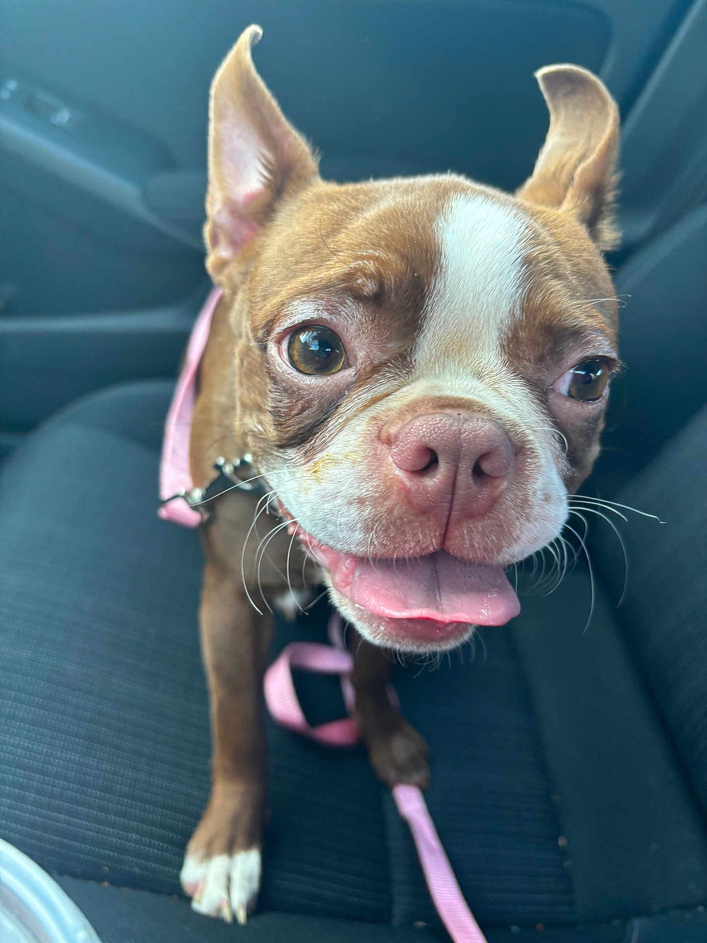 Tater joined the competition — help win amazing prizes! dog, brown, white, close_up, car_seat, leash, pink_leash, pet, tongue_out, happy, cute, animal, ears_up, whiskers, canine, companion, friendly, domestic_animal, portrait, indoor