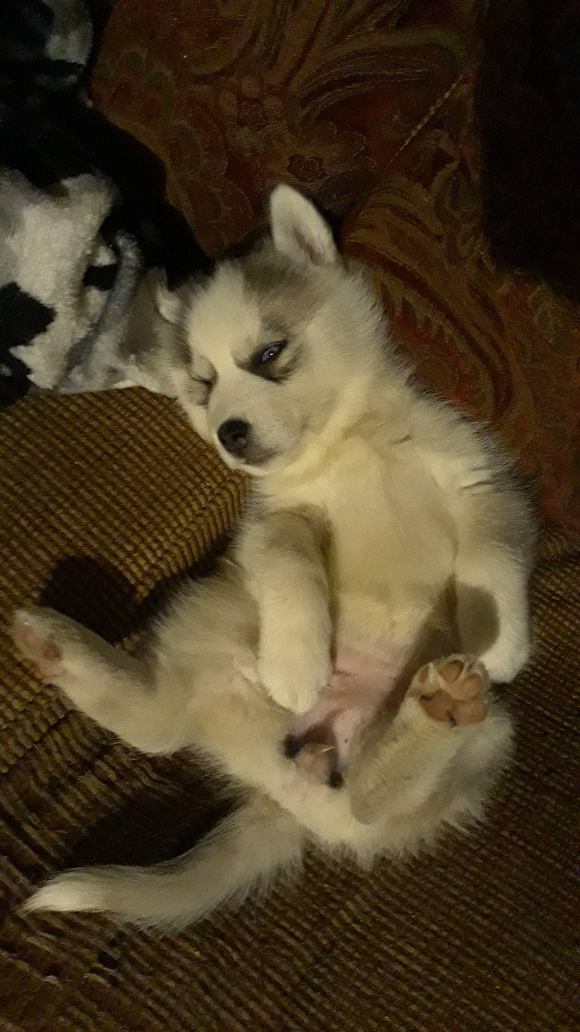 Caroline joined the competition — help win amazing prizes! alaskan_klee_kai, alaskan_malamute, american_eskimo_dog, canadian_eskimo_dog, canidae, carnivore, dog, dog_breed, indian_spitz, mammal, miniature_siberian_husky, pomeranian, puppy, rare_breed_dog, sakhalin_husky, siberian_husky, sled_dog, tail, vertebrate, wolfdog