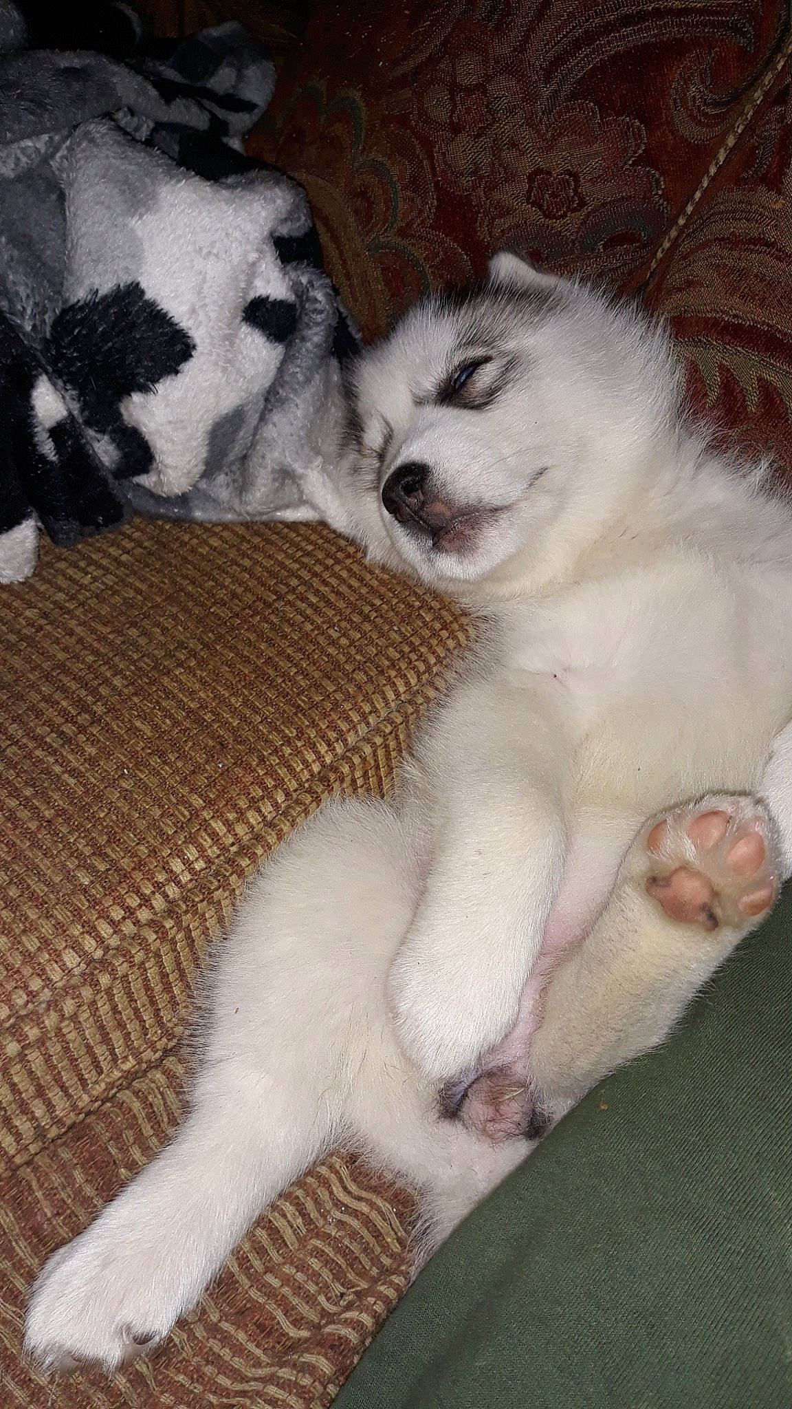 Caroline is registered to the contest to win money with this photo: akbash_dog, alaskan_malamute, canidae, carnivore, dog, dog_breed, great_pyrenees, kintamani, livestock_guardian_dog, mammal, puppy, rare_breed_dog, siberian_husky, slovak_cuvac, vertebrate