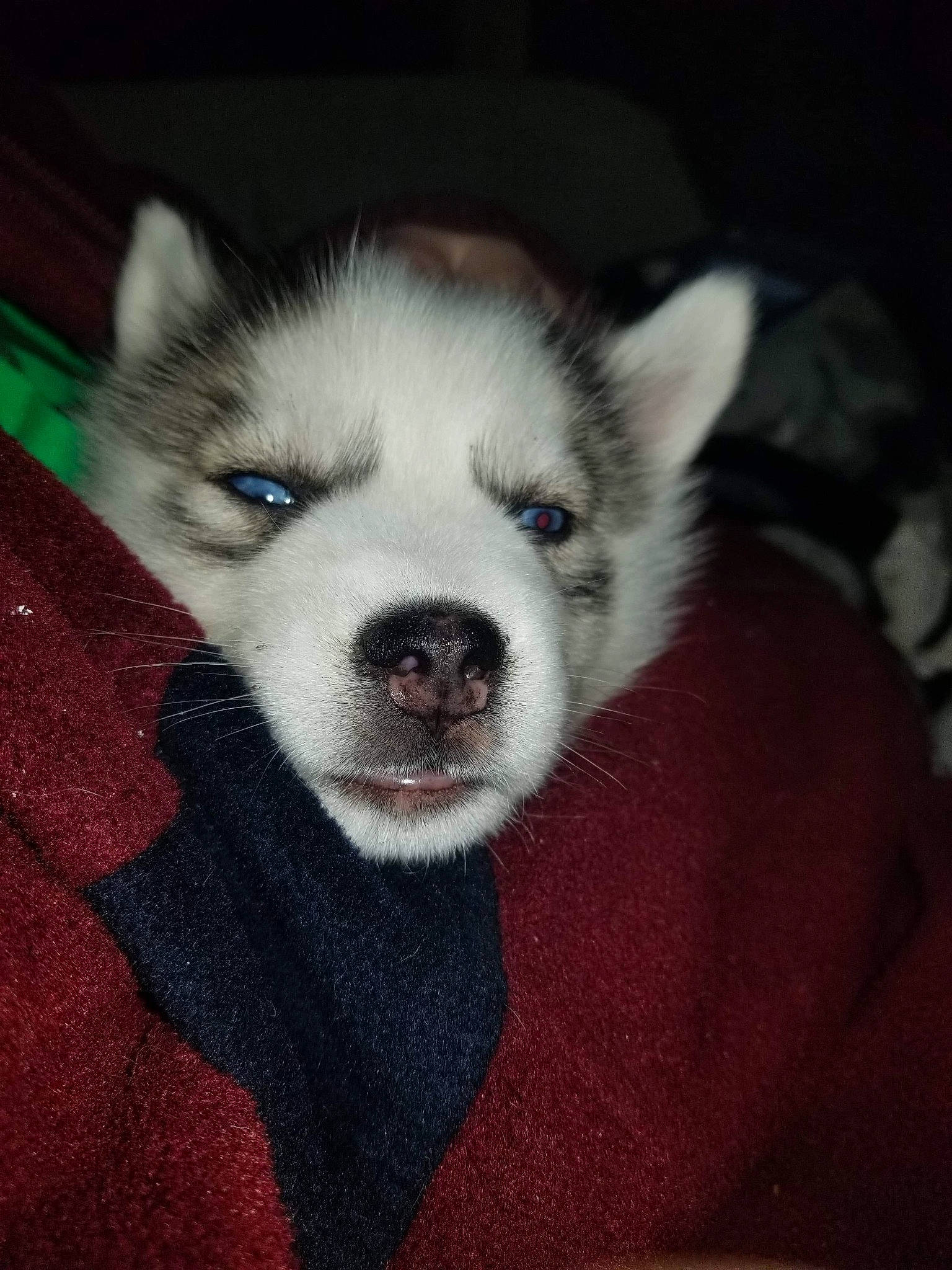 Caroline joined the competition — help win amazing prizes! alaskan_klee_kai, alaskan_malamute, canadian_eskimo_dog, canidae, carnivore, dog, dog_breed, eye, greenland_dog, iris, mammal, miniature_siberian_husky, nose, puppy, sakhalin_husky, siberian_husky, sled_dog, tamaskan_dog, vertebrate, wolfdog