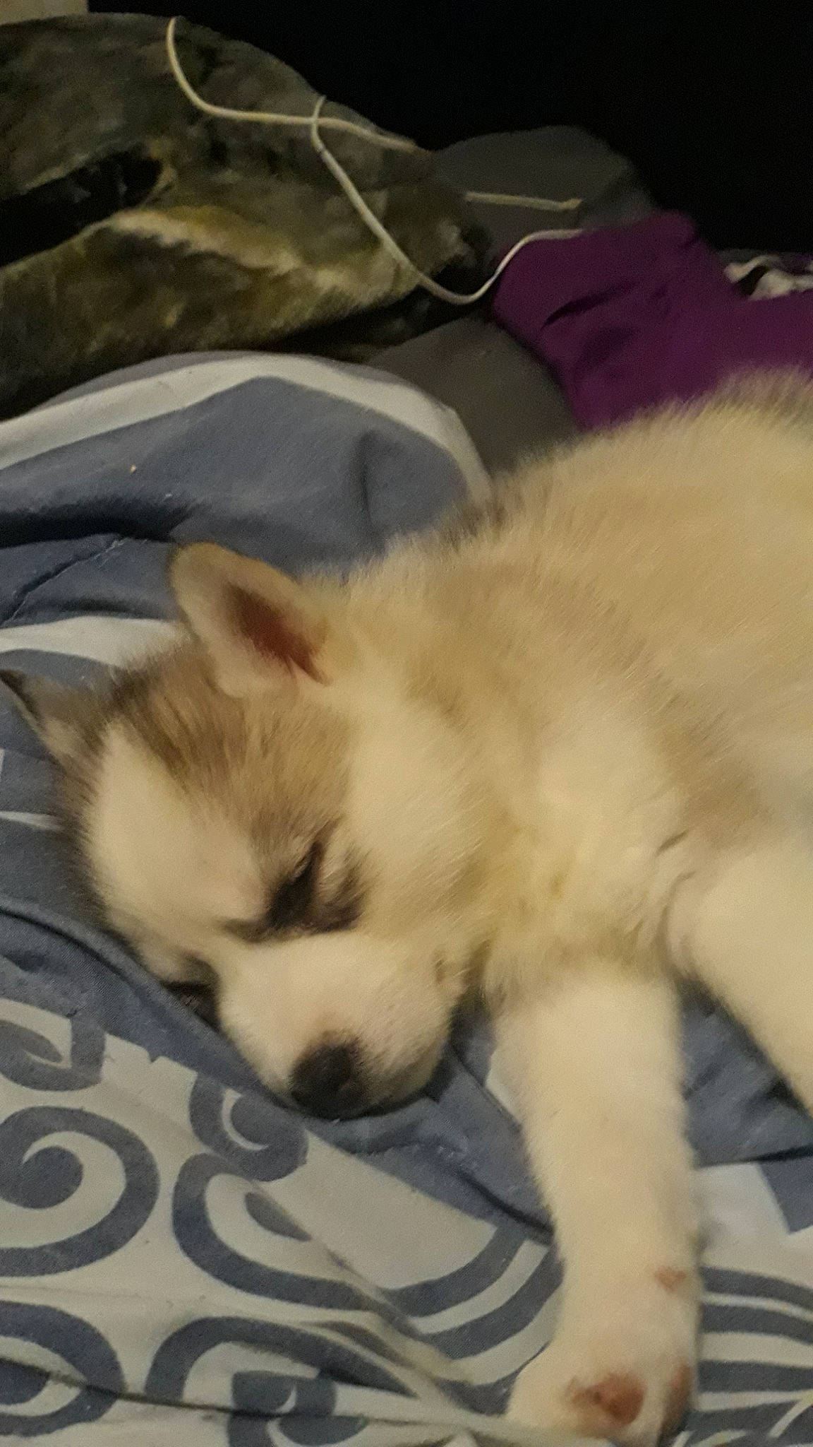 Caroline is registered to the contest to win money with this photo: alaskan_malamute, canidae, carnivore, dog, dog_breed, ear, fawn, mammal, nap, nose, paw, pomeranian, puppy, puppy_love, siberian_husky, sleep, sporting_group, vertebrate, whiskers, wolfdog