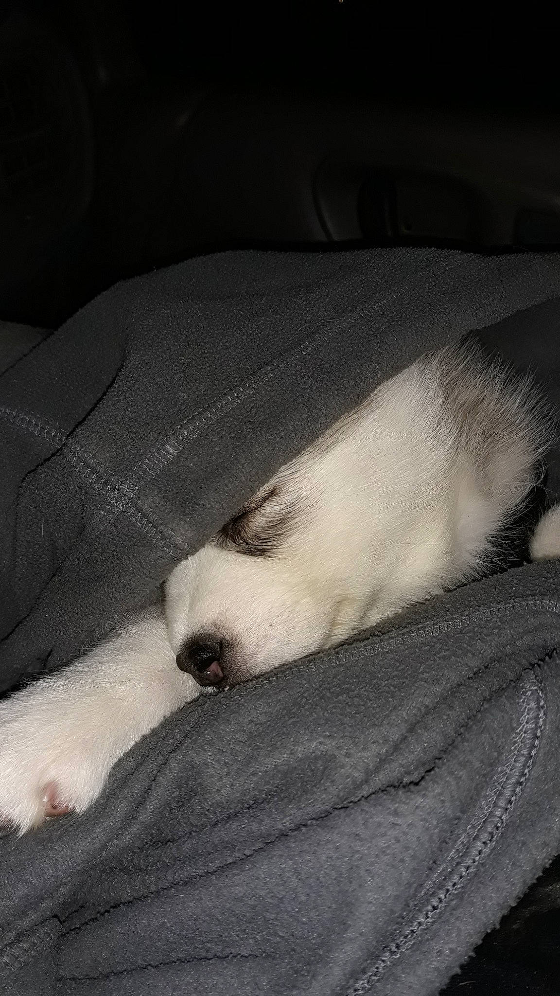 Caroline is registered to the contest to win money with this photo: canidae, carnivore, dog, dog_breed, mammal, paw, puppy, snout