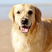 Ozia participe au concours pour gagner de l'argent avec cette photo : dog, golden_retriever, wet_fur, beach, sand, tongue_out, happy, animal, pet, outdoor, sunlight, canine, close_up, mammal, friendly, nature, summer, playful, water, fur
