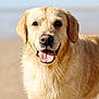 dog, golden_retriever, wet_fur, beach, sand, tongue_out, happy, animal, pet, outdoor, sunlight, canine, close_up, mammal, friendly, nature, summer, playful, water, fur