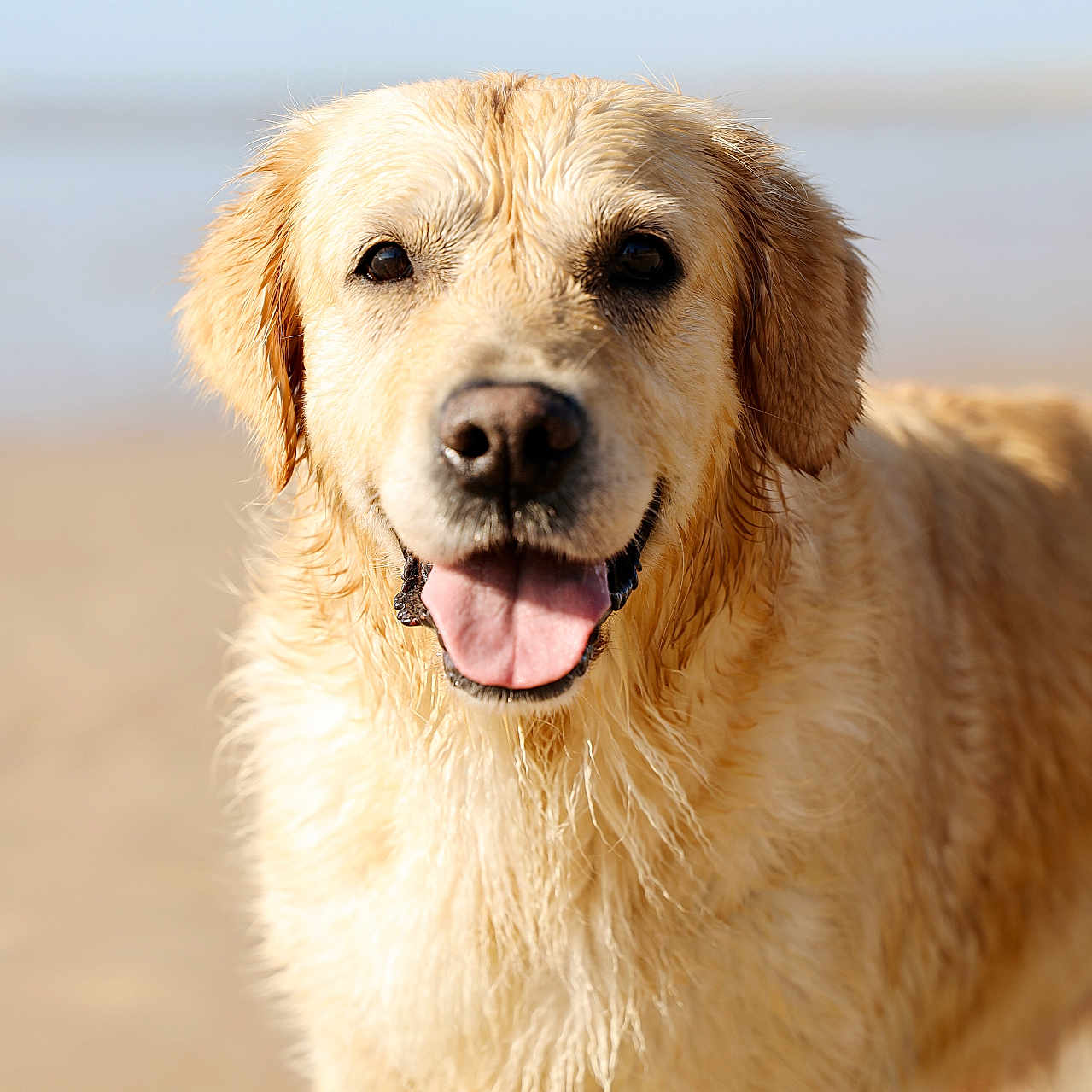 Ozia participe au concours pour gagner de l'argent avec cette photo : animal, beach, canine, close_up, dog, friendly, fur, golden_retriever, happy, mammal, nature, outdoor, pet, playful, sand, summer, sunlight, tongue_out, water, wet_fur