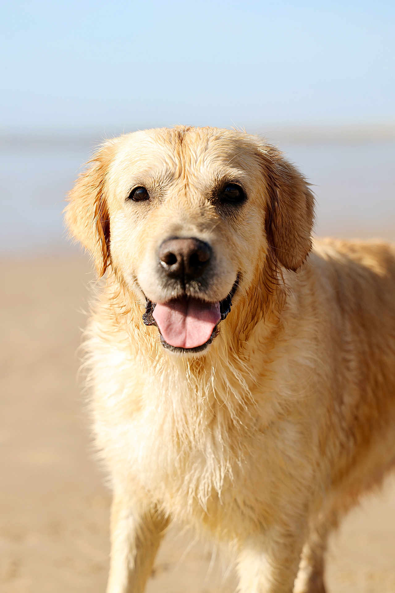 Ozia participe au concours pour gagner de l'argent avec cette photo : dog, golden_retriever, wet_fur, beach, sand, tongue_out, happy, animal, pet, outdoor, sunlight, canine, close_up, mammal, friendly, nature, summer, playful, water, fur