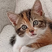 Asuna a rejoint le concours — aidez-le/la à gagner de superbes lots ! kitten, cat, feline, pet, animal, cute, fur, whiskers, ears, paws, resting, blanket, soft, curious, young, domestic, indoor, closeup, adorable, wide_eyes