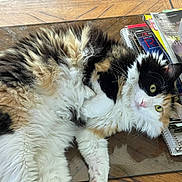Little Bit is registered to the contest to win money with this photo: cat, calico_cat, fluffy, fur, pet, animal, table, glass, wood, notebooks, papers, indoor, relaxed, laying, green_eyes, whiskers, pink_nose, curious, cute, domestic_cat