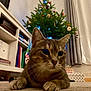 Goupy participe au concours pour gagner de l'argent avec cette photo : books, carpet, cat, christmas_tree, closeup, cozy, curious, curtains, decorations, feline, festive, holiday, indoor, living_room, ornaments, paws, shelf, soft_lighting, tabby_cat, whiskers