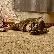 Goupy participe au concours pour gagner de l'argent avec cette photo : animal, boxes, carpet, cat, cozy, curious, curtain, decor, feline, floor, gifts, holiday, home, indoor, mammal, pet, relaxed, tabby, whiskers, wide_eyes