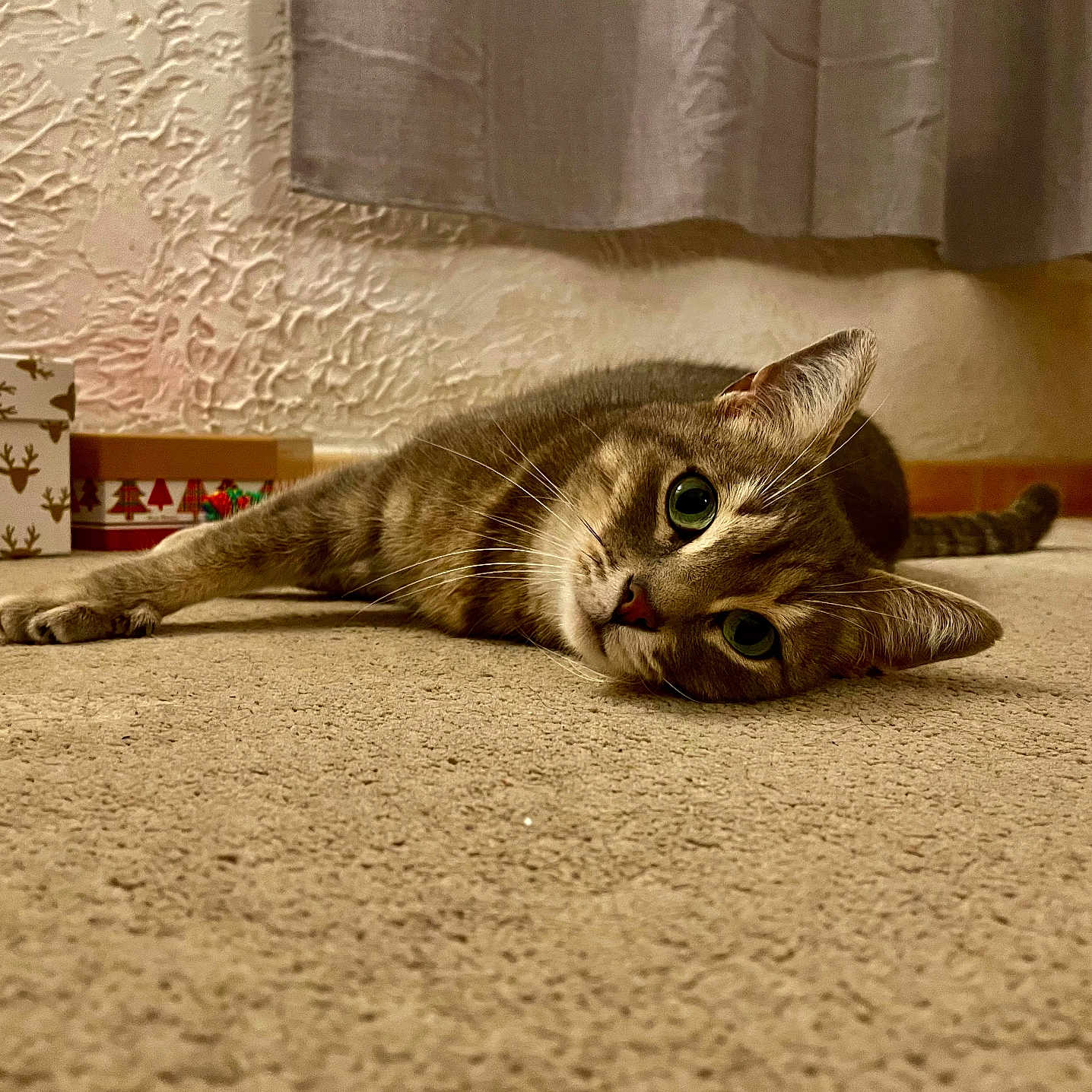 Goupy participe au concours pour gagner de l'argent avec cette photo : animal, boxes, carpet, cat, cozy, curious, curtain, decor, feline, floor, gifts, holiday, home, indoor, mammal, pet, relaxed, tabby, whiskers, wide_eyes
