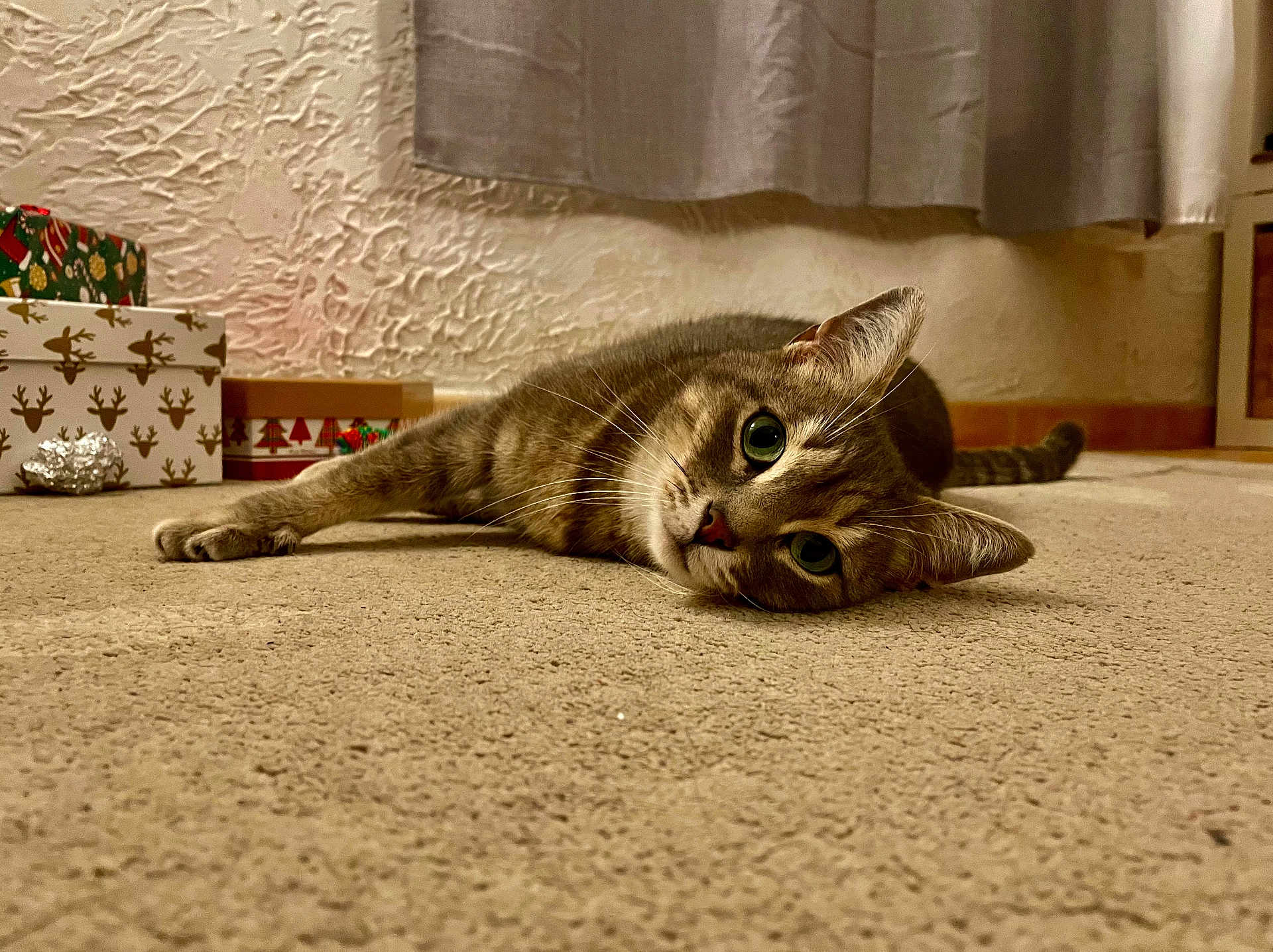 Goupy participe au concours pour gagner de l'argent avec cette photo : animal, boxes, carpet, cat, cozy, curious, curtain, decor, feline, floor, gifts, holiday, home, indoor, mammal, pet, relaxed, tabby, whiskers, wide_eyes