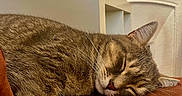 Goupy participe au concours pour gagner de l'argent avec cette photo : brown, cat, closeup, couch, cozy, decor, face, fish_tank, fur, furniture, holiday_decor, home, indoor, lamp, pet, relaxing, resting, sleeping, tabby, whiskers