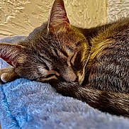 Goupy a rejoint le concours — aidez-le/la à gagner de superbes lots ! cat, tabby, sleeping, fur, tail, close_up, indoor, blanket, blue, texture, nap, cozy, pet, animal, resting, whiskers, ears, soft, cute, peaceful