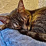 cat, tabby, sleeping, fur, tail, close_up, indoor, blanket, blue, texture, nap, cozy, pet, animal, resting, whiskers, ears, soft, cute, peaceful