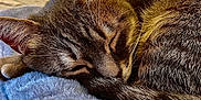 Goupy a rejoint le concours — aidez-le/la à gagner de superbes lots ! animal, blanket, cat, closeup, cozy, cute, ears, fur, home, indoor, peaceful, pet, relaxation, resting, sleeping, soft, tabby, tail, texture, whiskers
