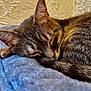 animal, blanket, cat, closeup, cozy, cute, ears, fur, home, indoor, peaceful, pet, relaxation, resting, sleeping, soft, tabby, tail, texture, whiskers