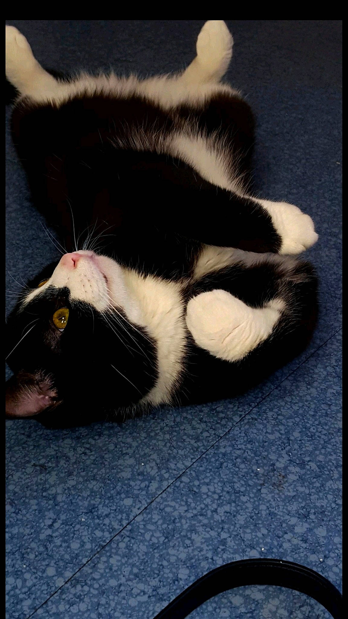 Never a rejoint le concours — aidez-le/la à gagner de superbes lots ! black_cat, carnivore, cat, claw, felidae, fur, paw, polydactyl_cat, small_to_medium_sized_cats, tail, whiskers