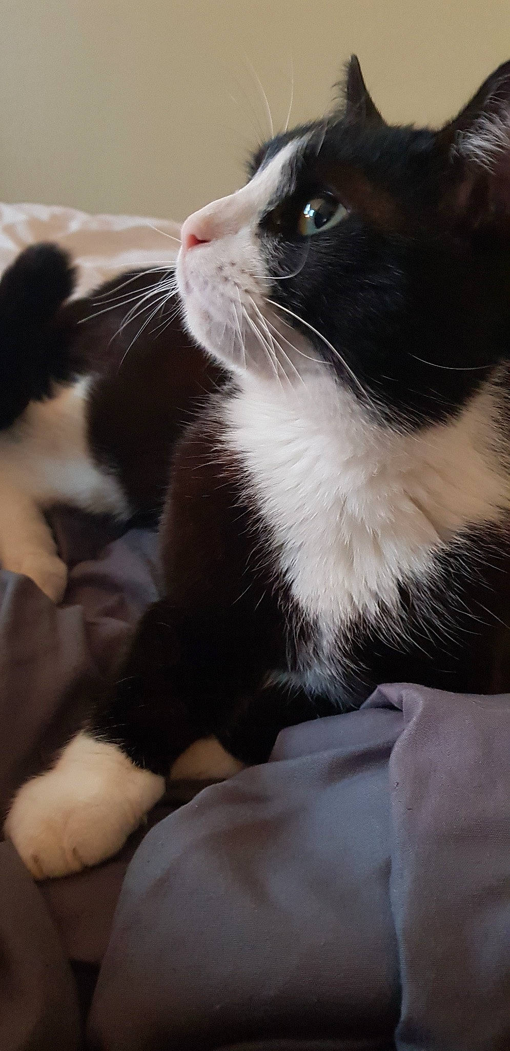 Never a rejoint le concours — aidez-le/la à gagner de superbes lots ! black_and_white, carnivore, cat, ear, eye, felidae, fur, kitten, mammal, paw, polydactyl_cat, small_to_medium_sized_cats, snout, whiskers