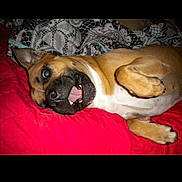 Emily joined the competition — help win amazing prizes! dog, canine, pet, lying_down, playful, bed, blanket, red_bedspread, brown_coat, white_chest, open_mouth, teeth, tongue, paw, portrait, indoor, flash_photo, sleepy, cuddly, bedding