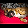 dog, canine, pet, lying_down, playful, bed, blanket, red_bedspread, brown_coat, white_chest, open_mouth, teeth, tongue, paw, portrait, indoor, flash_photo, sleepy, cuddly, bedding