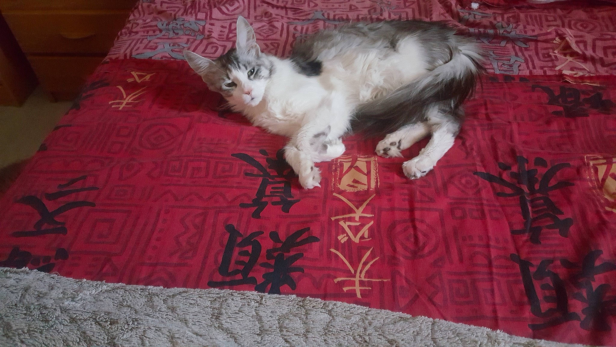 Kikine a rejoint le concours — aidez-le/la à gagner de superbes lots ! asian, carnivore, cat, domestic_long_haired_cat, domestic_short_haired_cat, european_shorthair, felidae, fur, kitten, mammal, norwegian_forest_cat, paw, polydactyl_cat, ragamuffin, small_to_medium_sized_cats, tail, textile, turkish_angora, vertebrate, whiskers