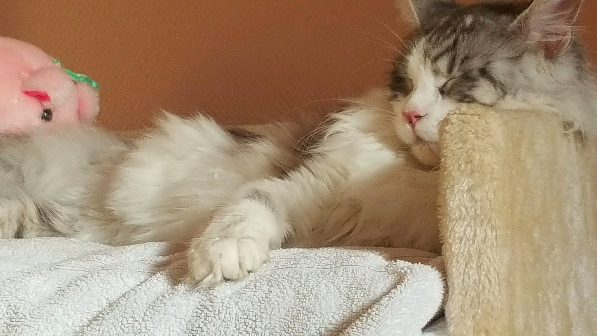 Kikine participe au concours pour gagner de l'argent avec cette photo : aegean_cat, american_curl, asian, british_longhair, british_semi_longhair, carnivore, cat, domestic_long_haired_cat, felidae, fur, kitten, mammal, norwegian_forest_cat, paw, polydactyl_cat, ragamuffin, ragdoll, small_to_medium_sized_cats, turkish_van, whiskers