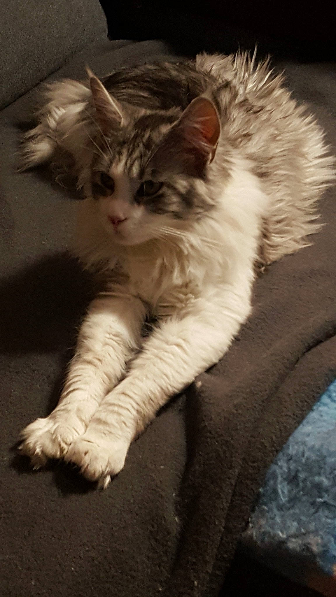 Kikine a rejoint le concours — aidez-le/la à gagner de superbes lots ! aegean_cat, asian, carnivore, cat, claw, domestic_long_haired_cat, domestic_short_haired_cat, european_shorthair, felidae, fur, kitten, maine_coon, mammal, norwegian_forest_cat, paw, polydactyl_cat, ragamuffin, small_to_medium_sized_cats, whiskers