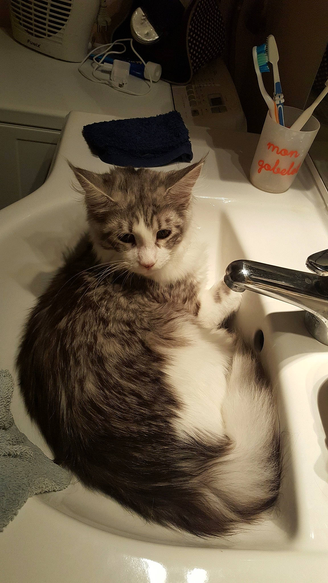 Orchidee participe au concours pour gagner de l'argent avec cette photo : asian, carnivore, cat, domestic_long_haired_cat, domestic_short_haired_cat, european_shorthair, felidae, fur, kitten, norwegian_forest_cat, plumbing_fixture, ragamuffin, sink, small_to_medium_sized_cats, tabby_cat, whiskers