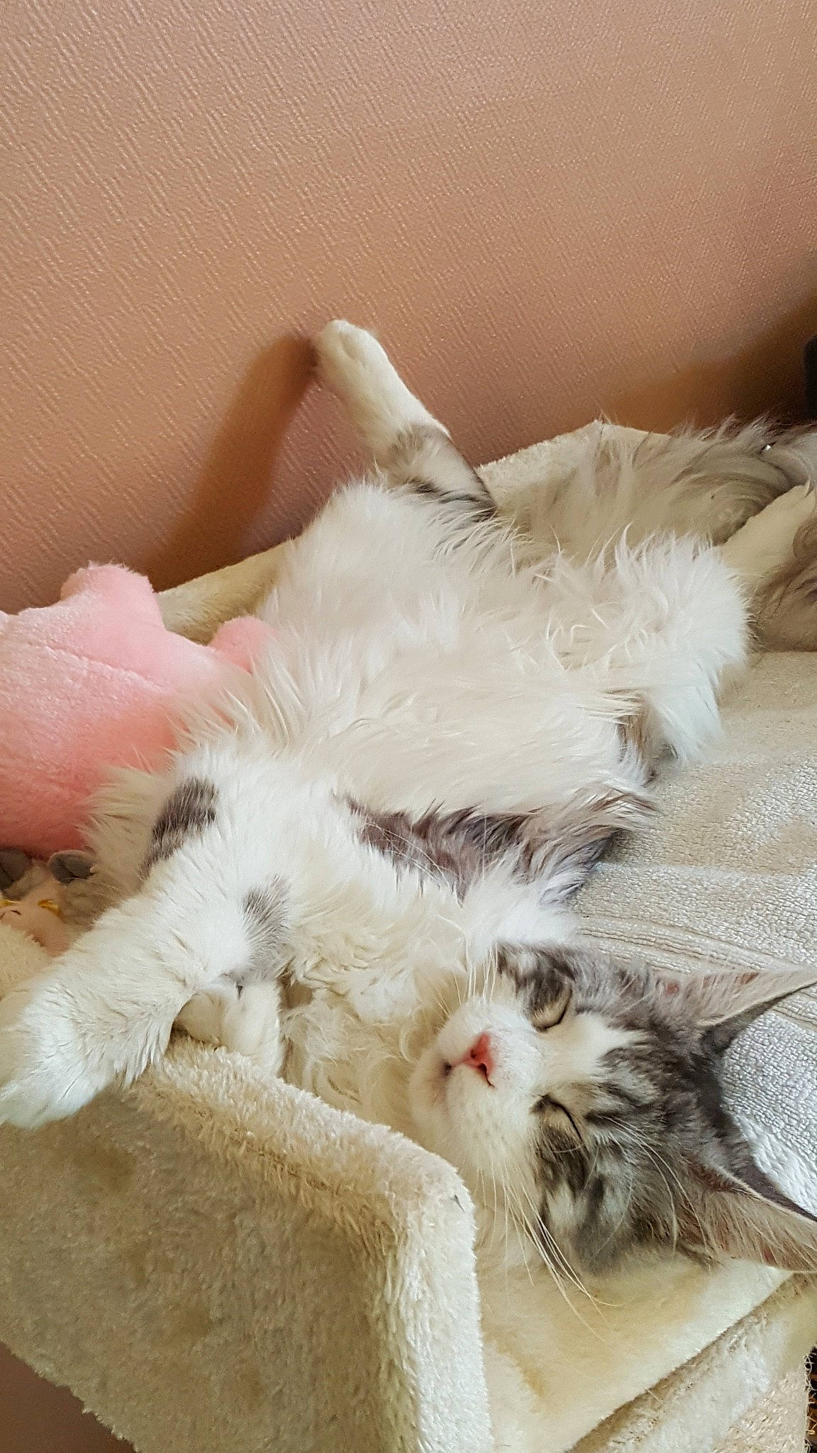 Orchidee a rejoint le concours — aidez-le/la à gagner de superbes lots ! british_longhair, carnivore, cat, claw, domestic_long_haired_cat, ear, fawn, felidae, fur, kitten, nap, norwegian_forest_cat, paw, persian, polydactyl_cat, ragamuffin, ragdoll, small_to_medium_sized_cats, tail, whiskers