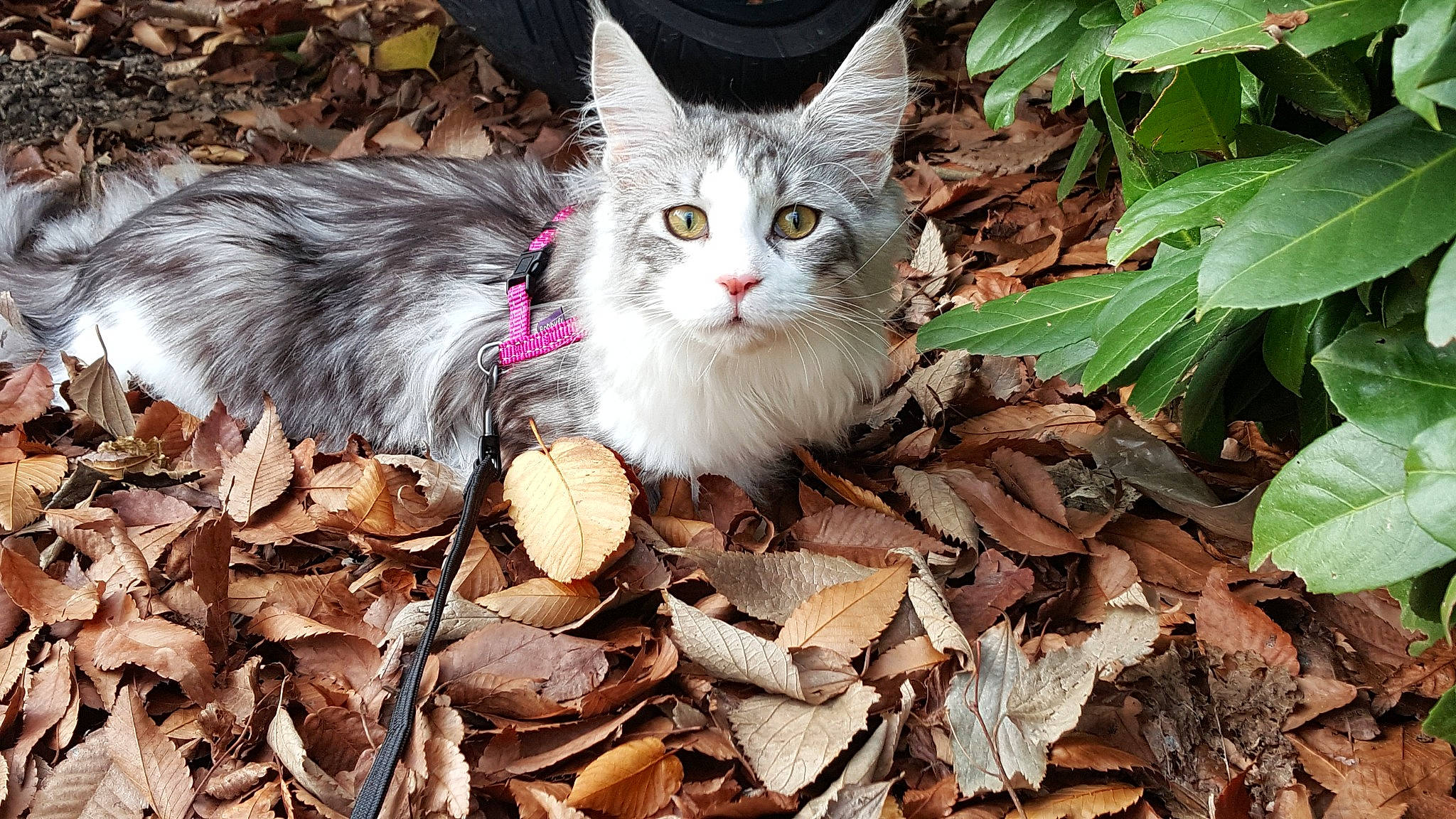 Orchidee participe au concours pour gagner de l'argent avec cette photo : asian, british_semi_longhair, carnivore, cat, domestic_long_haired_cat, domestic_short_haired_cat, european_shorthair, felidae, kitten, leaf, maine_coon, mammal, norwegian_forest_cat, plant, siberian, small_to_medium_sized_cats, tabby_cat, tree, vertebrate, whiskers