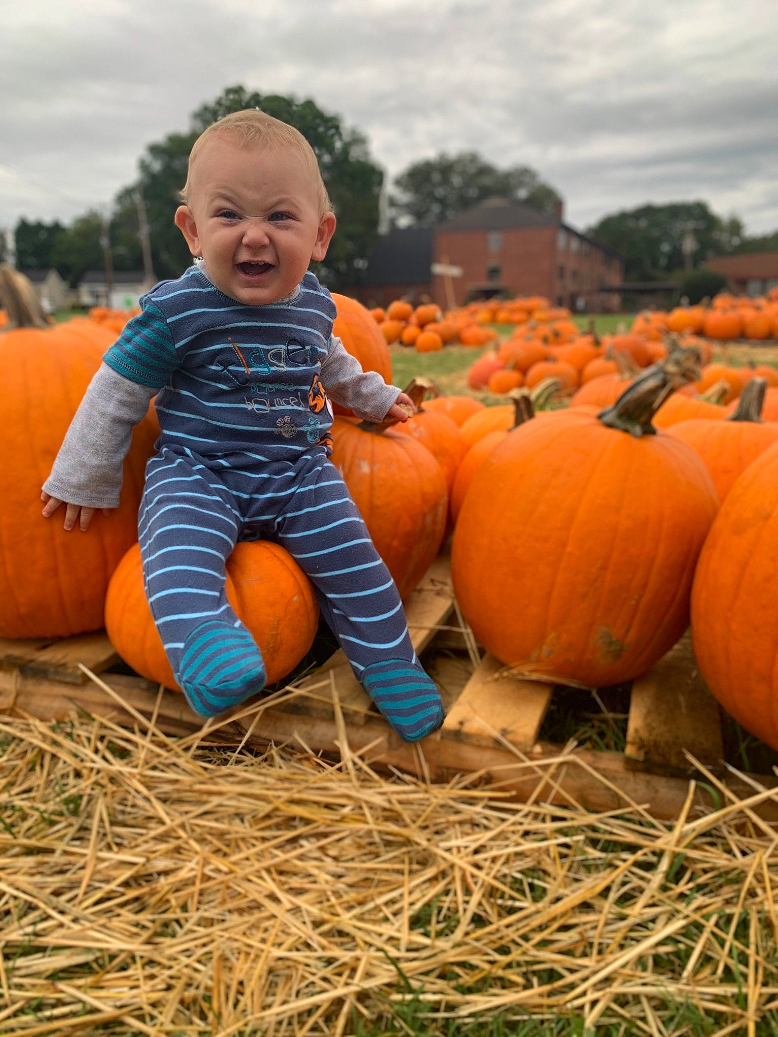 Love Bug joined the competition — help win amazing prizes! _and_melon_family, _gourd, anger, calabaza, child, cucumber, cucurbita, farm, farmworker, fruit, gourd, harvest, hay, local_food, orange, person, plant, pumpkin, smile, squash