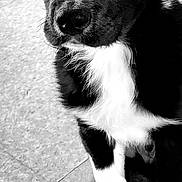 Syrius participe au concours pour gagner de l'argent avec cette photo : puppy, dog, black_and_white, fur, pet, animal, cute, portrait, floor, indoor, sitting, young_dog, canine, eyes, whiskers, paws, black_fur, white_fur, looking_up, close_up