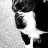 puppy, dog, black_and_white, fur, pet, animal, cute, portrait, floor, indoor, sitting, young_dog, canine, eyes, whiskers, paws, black_fur, white_fur, looking_up, close_up