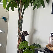 Nosh participe au concours pour gagner de l'argent avec cette photo : cat, kitten, plant, indoor_plant, braided_trunk, green_leaves, monstera, curious, climbing, pet, home_interior, cabinet, decor, furniture, white_wall, shadow, domestic, playful, animal, cute