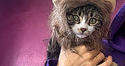 Nosh participe au concours pour gagner de l'argent avec cette photo : cat, costume, lion_mane, pet, animal, purple_hoodie, person, hand, indoor, wall, plant, power_outlet, cute, funny, portrait, feline, domestic_cat, fur, eyes, clothing