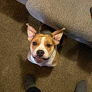 Luna joined the competition — help win amazing prizes! dog, pet, indoor, carpet, couch, ears, smile, brown, white, face, looking_up, animal, canine, floor, shoes, person, casual, home, happy, friendly