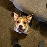 dog, pet, indoor, carpet, couch, ears, smile, brown, white, face, looking_up, animal, canine, floor, shoes, person, casual, home, happy, friendly