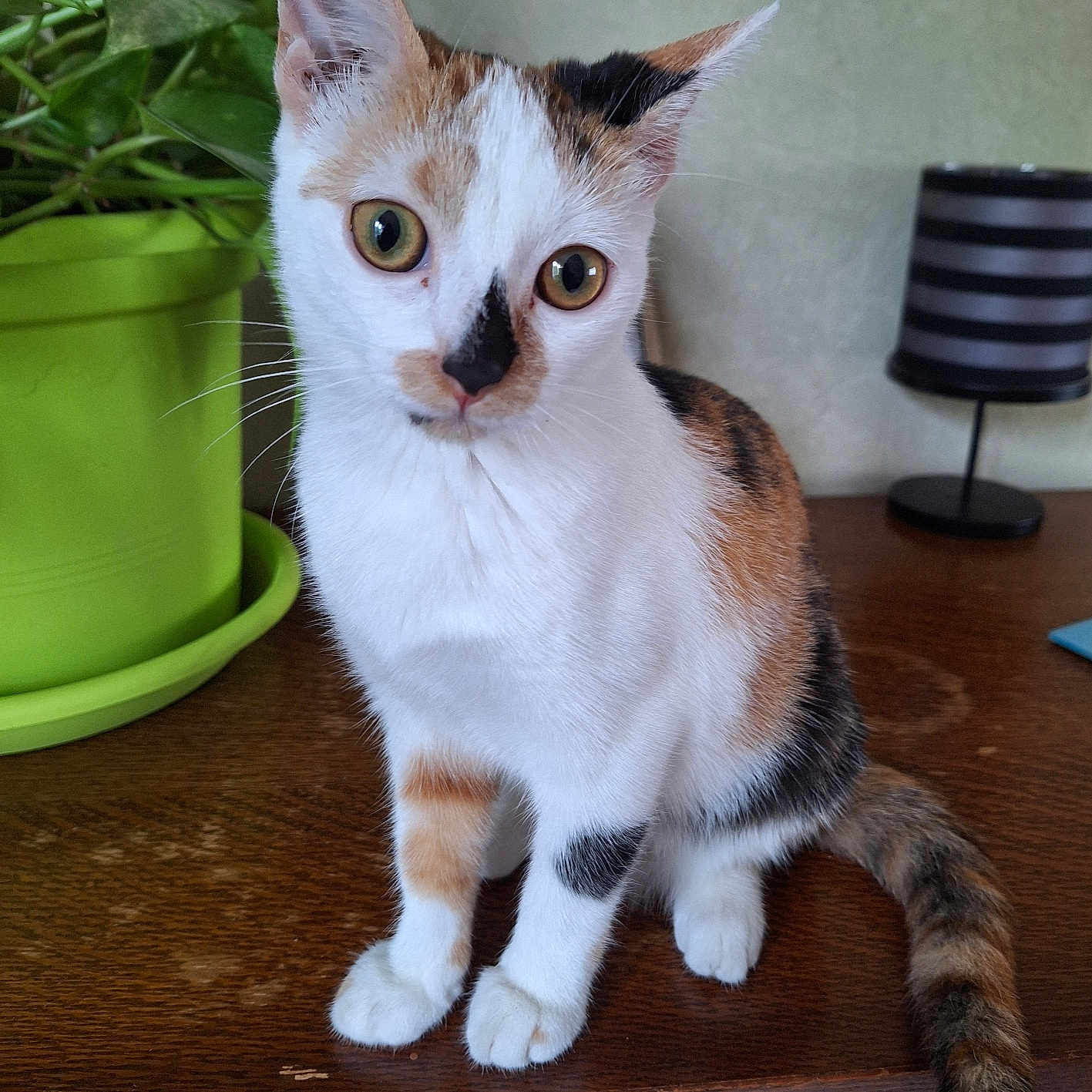 Ayaka participe au concours pour gagner de l'argent avec cette photo : abyssinian, animal, cat, cookware, hardwood, jar, kitten, lamp, lampshade, manx, pet, plant, planter, plywood, pot, pottedplant, pottery, tablelamp, vase, wood