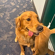 Milo joined the competition — help win amazing prizes! dog, golden_retriever, plush_toy, indoor, carpet, tongue_out, pet, animal, cute, playful, happy, canine, fur, mammal, companion, domestic_animal, toy, brown_fur, floor, door