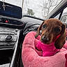 puppy, dog, dachshund, pink_outfit, pink_bed, car_interior, dashboard, rain, window, raindrops, cozy, pet, seat, cute, animal, young_dog, canine, indoor, car_seat, closeup