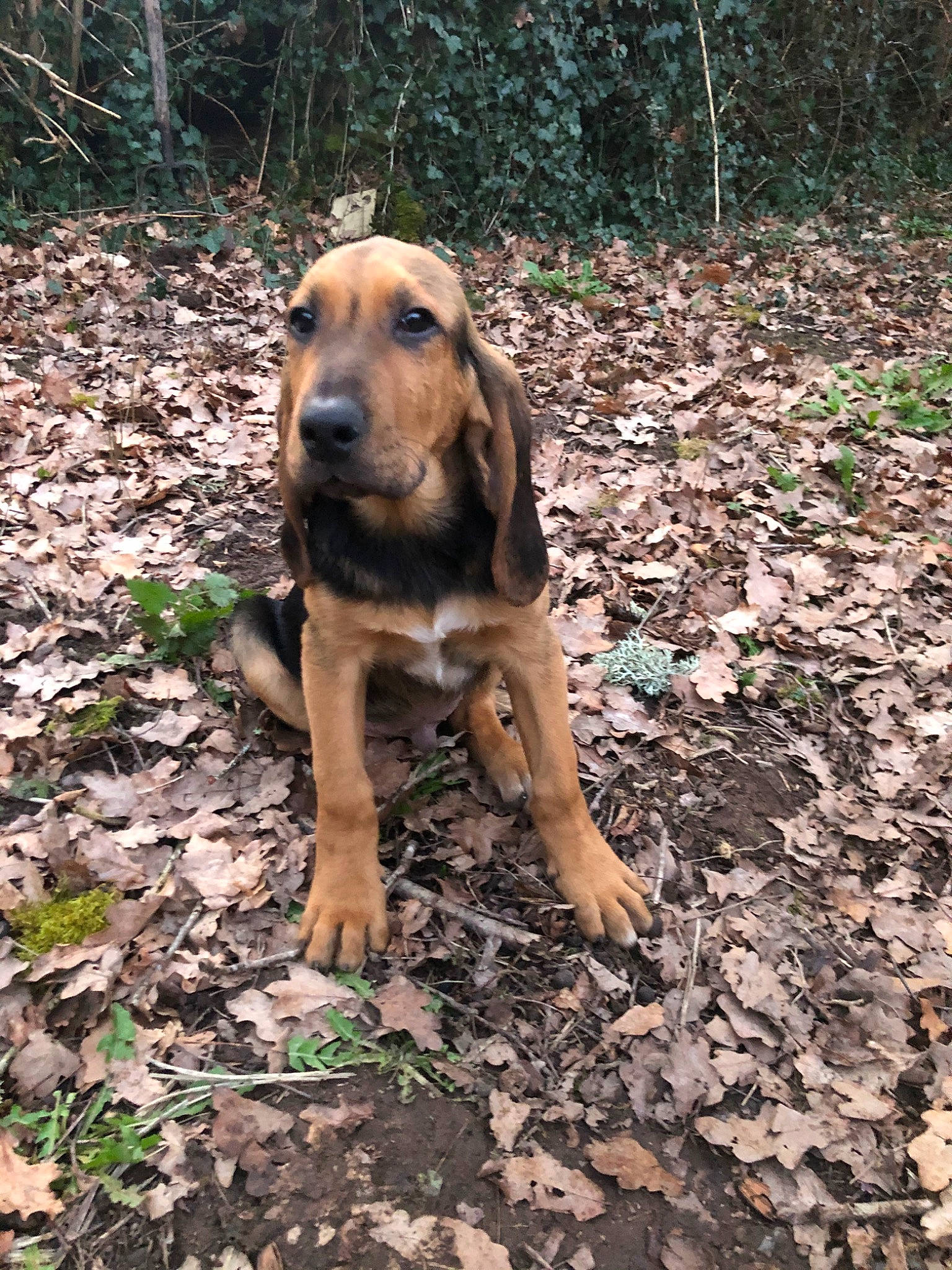 Tarzan a rejoint le concours — aidez-le/la à gagner de superbes lots ! carnivore, companion_dog, dog, dog_breed, fawn, forest, grass, groundcover, hound, plant, snout, soil, sporting_group, street_dog, tail, terrestrial_animal, tree, wood, working_animal, working_dog