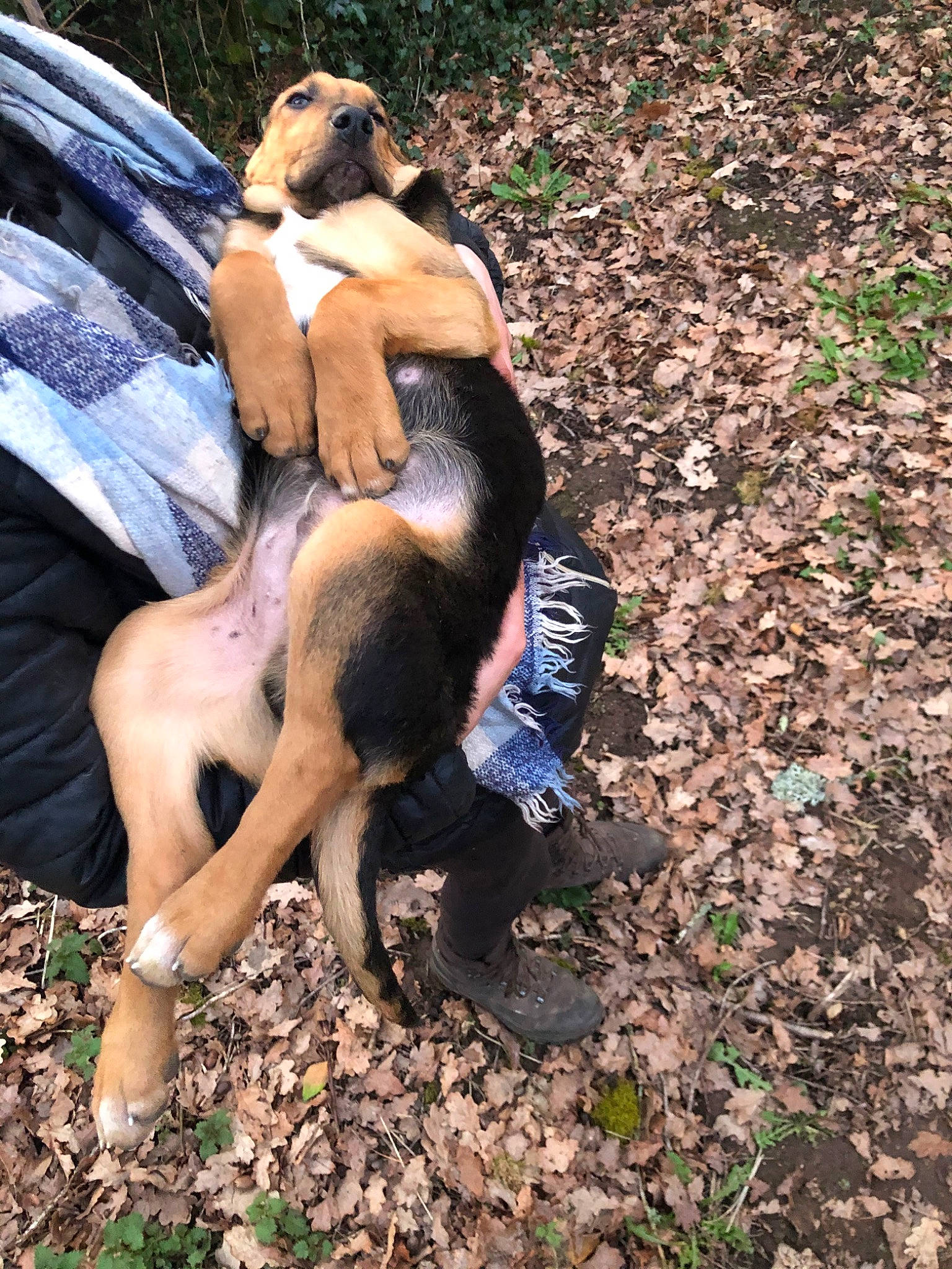 Tarzan participe au concours pour gagner de l'argent avec cette photo : barechested, canidae, carnivore, companion_dog, dog, dog_breed, dress, fawn, foot, grass, human_leg, leisure, people_in_nature, plant, sitting, soil, tail, thigh, tree, working_animal