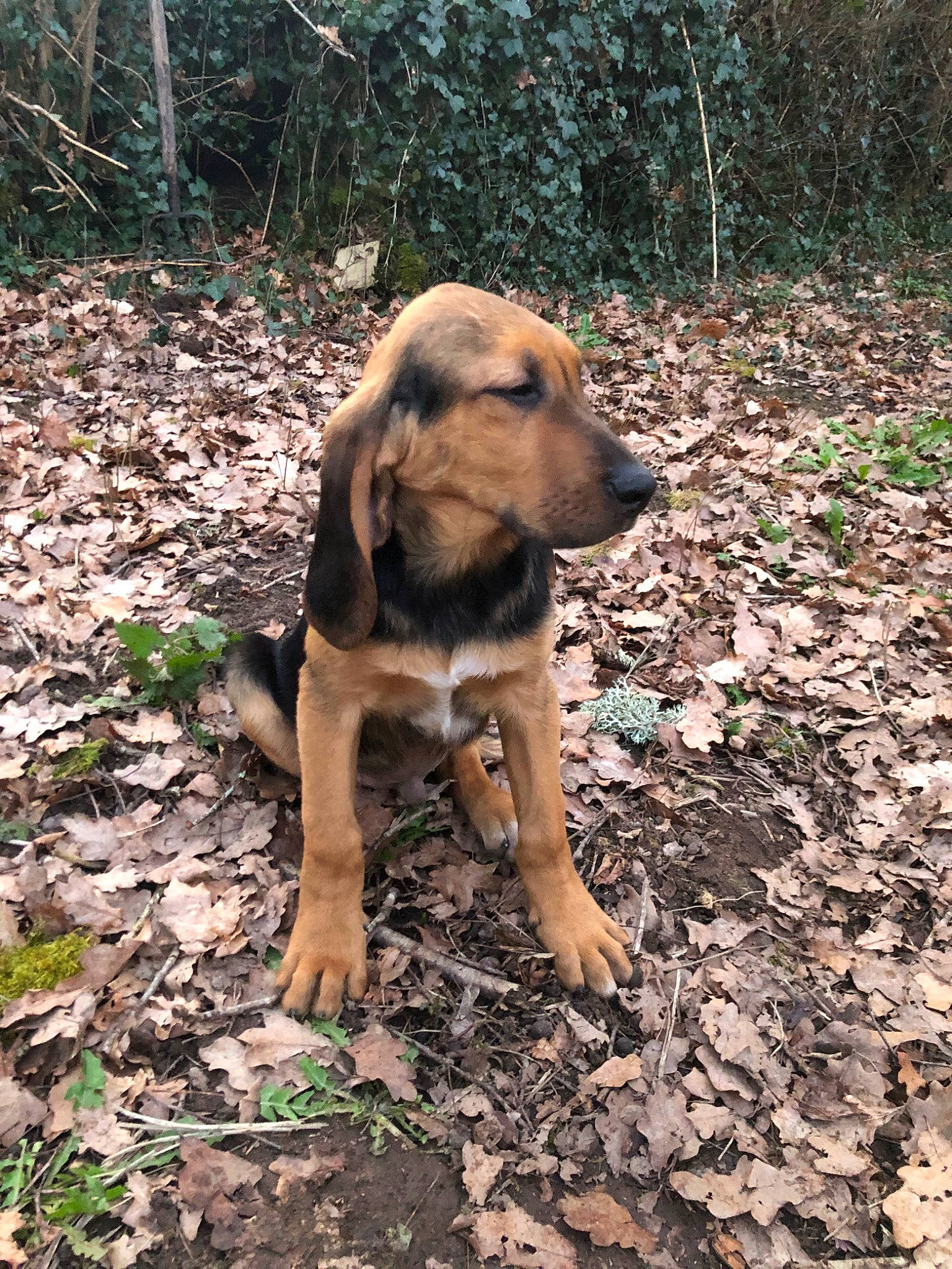 Tarzan participe au concours pour gagner de l'argent avec cette photo : adventure, canidae, carnivore, dog, dog_breed, fawn, forest, grass, jungle, plant, snout, soil, sporting_group, tail, terrestrial_animal, trail, tree, wood, woodland, working_animal