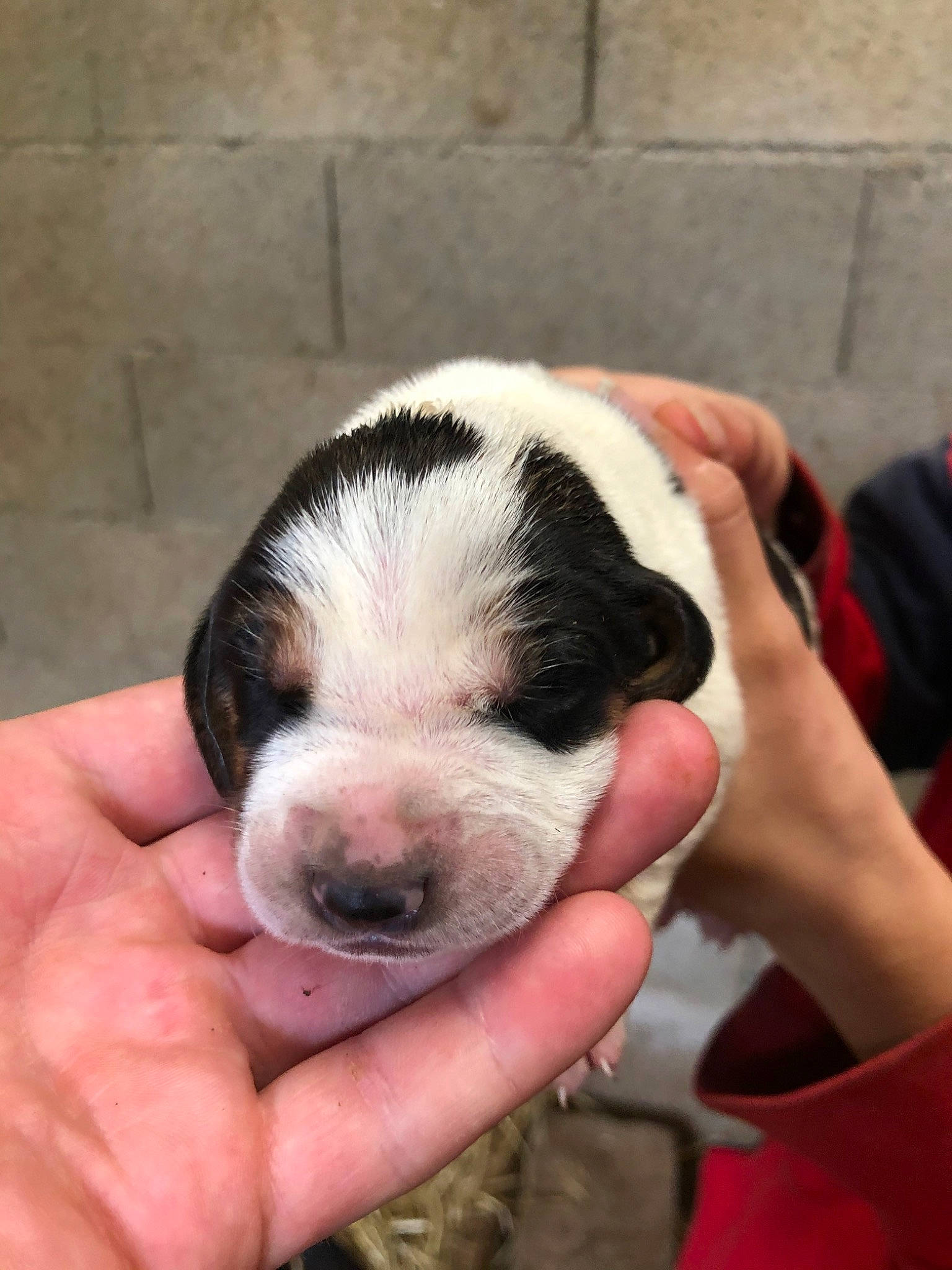 Tessa participe au concours pour gagner de l'argent avec cette photo : bag, canidae, carnivore, companion_dog, dog, dog_breed, nail, non_sporting_group, puppy_love, snout, sporting_group, terrestrial_animal, whiskers