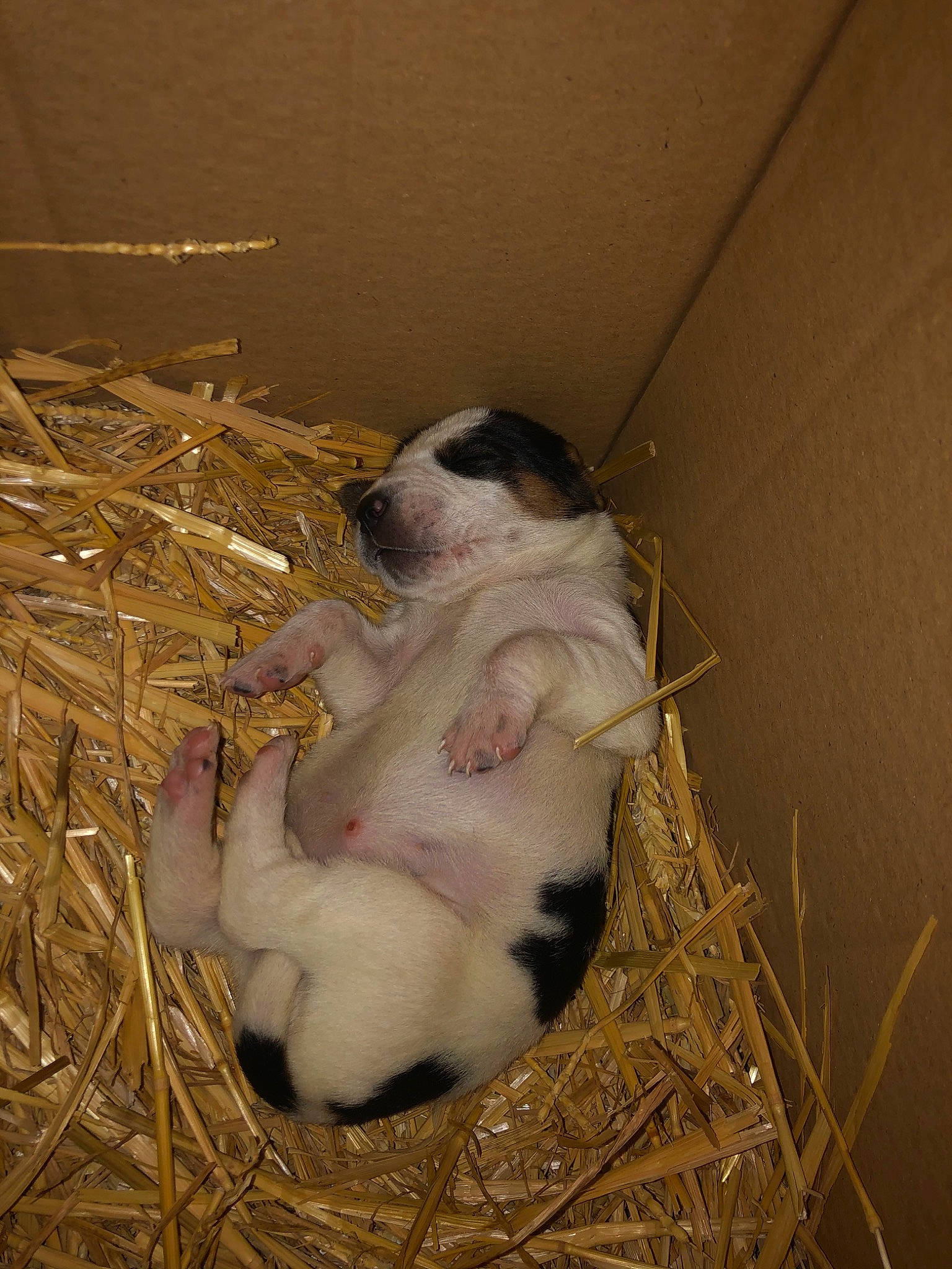 Tessa a rejoint le concours — aidez-le/la à gagner de superbes lots ! animal_shelter, canidae, comfort, companion_dog, dairy, dog_breed, domestic_rabbit, fur, grass, hay, livestock, paw, pet_supply, rabbit, rabbits_and_hares, straw, terrestrial_animal, whiskers, working_animal