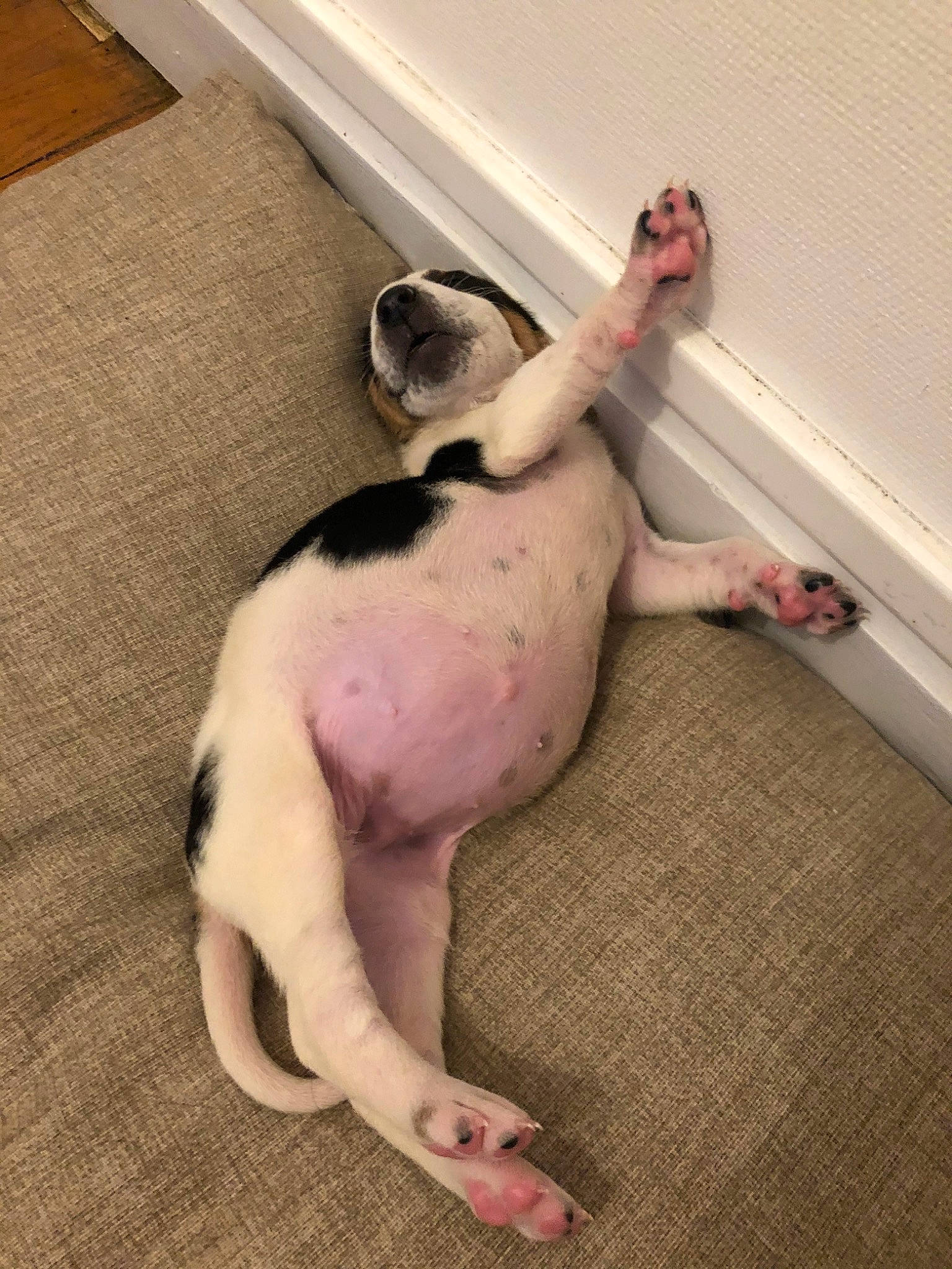 Tessa participe au concours pour gagner de l'argent avec cette photo : canidae, carnivore, comfort, companion_dog, dog, dog_breed, fawn, floor, flooring, foot, hardwood, human_leg, knee, linens, paw, room, sporting_group, tail, wood, working_animal