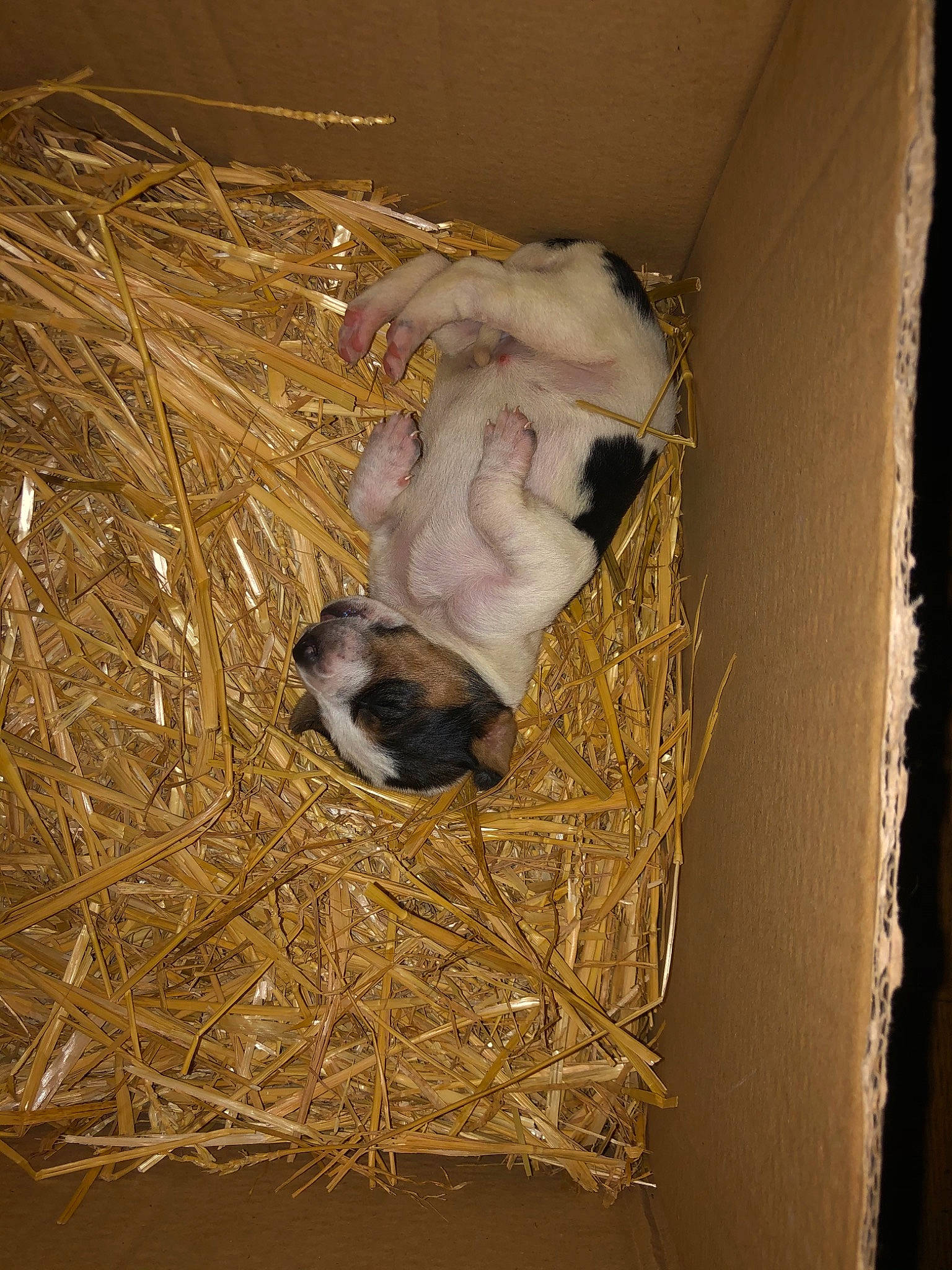 Tessa a rejoint le concours — aidez-le/la à gagner de superbes lots ! animal_shelter, fawn, fur, hay, natural_material, straw, terrestrial_animal, twig, wildlife, wood